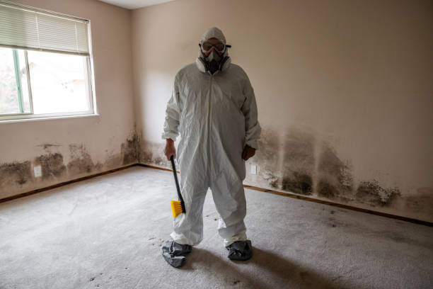 Reliable New Wilmington, PA Mold Inspection, Removal & Remediation Solutions